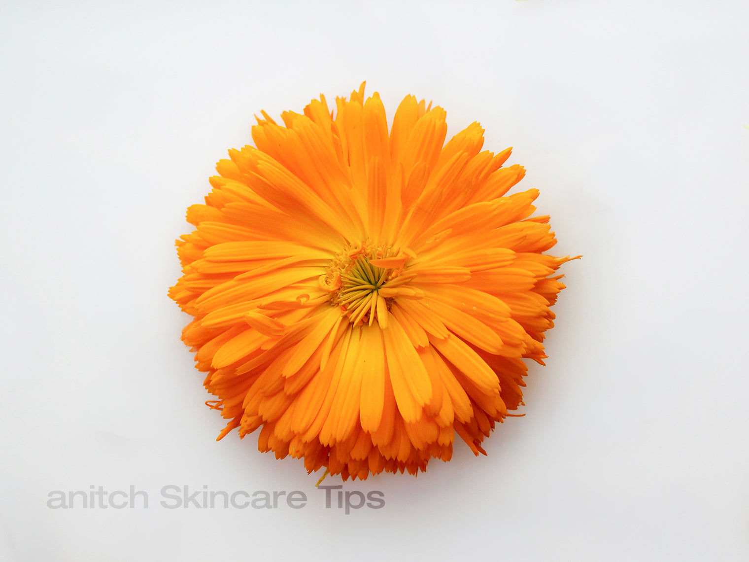 Does Calendula Help Eczema?