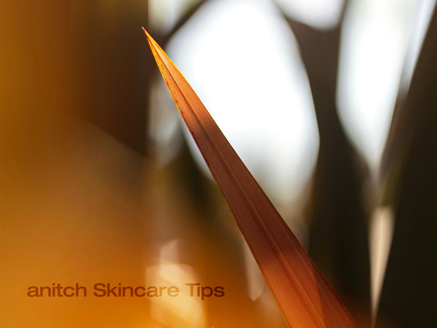 Is Aloe Vera Good for Eczema?