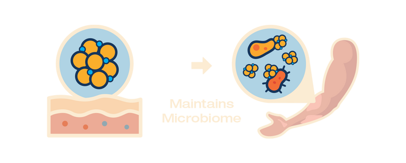 Illustration of a skin barrier with microorganisms and an arrow pointing to a gut with more microorganisms, labeled 'Maintains Microbiome'.